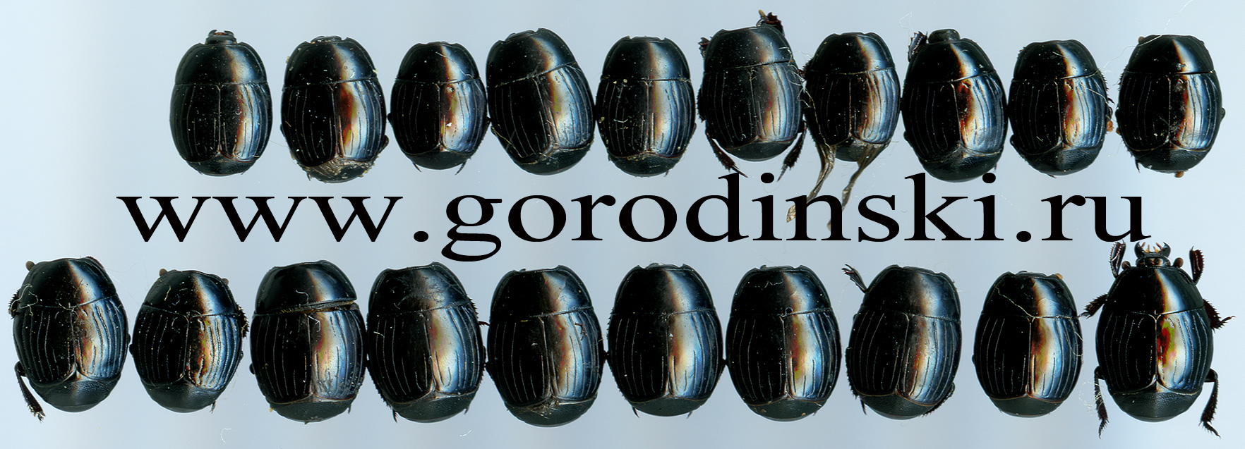 http://www.gorodinski.ru/oth_col/Histeridae sp.  mix.jpg